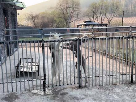 很多网友都好奇,我家狗狗谁是老大,本期视频告诉你答案 #哈士奇 #杜宾犬 #狗狗 #萌宠