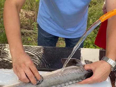 鲟龙鱼处理方法,不要用开水烫哦!#美食 #海鲜 #鱼 #鲟鱼 #鲟龙鱼 #抖音美食 #生鲜