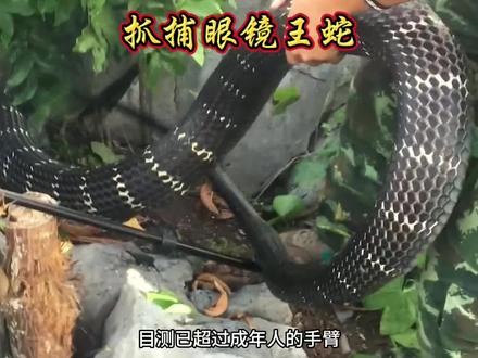 抓捕巨型眼镜王蛇。 #纪录片#动物科普#野生动物#抖音精选计划