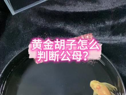 黄金胡子怎么区分公母?黄金大胡子和黄金大帆怎么区分?#除藻 #养鱼日记 #黄金大胡子