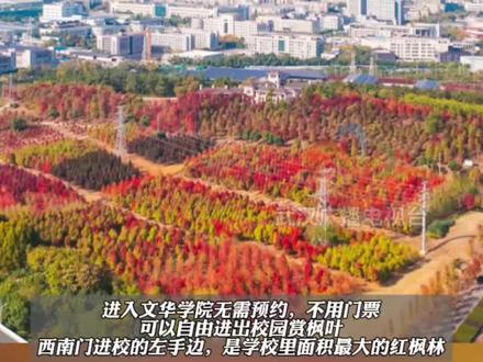 “文华学院枫树,红了”“武汉第一波红枫!” #文华学院红枫