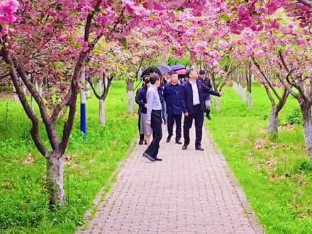 樱花烂漫正当时……#莱芜一中#樱花#热门