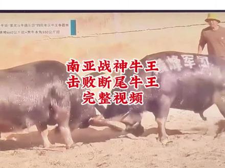 断尾牛王PK南亚战胜,完整视频#断尾牛王 #南亚战神牛王 #斗牛 #斗牛爱好者