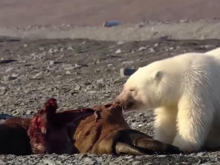 伴随着全球变暖,冰层的融化无异于天大的灾难,让北极熊带娃觅食变得十分艰难#动物 #动物世界 #北极熊 #北极熊幼崽