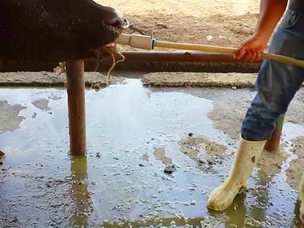 给牛吃大餐的结果,就是替牛洗胃,牛胃病吐出来的东西,臭的要死