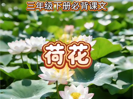 小学三年级下册必背课文《荷花》#语文#小学语文#小学语文课本