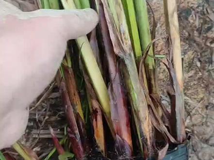 一杯多芽,10-20颗,根系发达的短叶茳芏,海水植物,盐碱地植物#水生植物 #海水植物 #茳芏