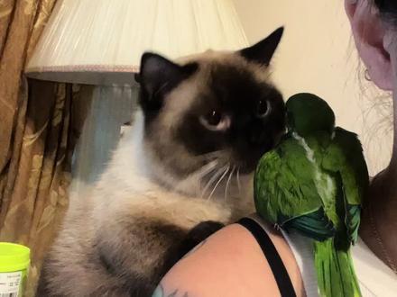 猫鹦鹉共养