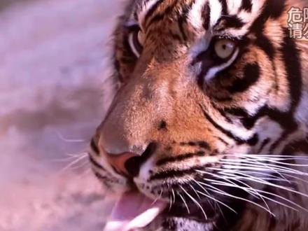 老话讲:老虎舔一下,一块皮掉下,是真的吗?看完懂了!