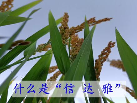 文言文翻译的标准:信、达、雅 #部编版语文 #高中语文 #文言文翻译 #信达雅什么意思