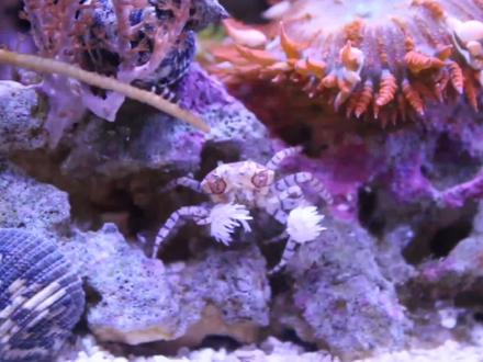生物科普:海缸中的拉拉队长-拳击蟹#海洋