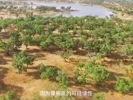 橡木塞是如何制造的