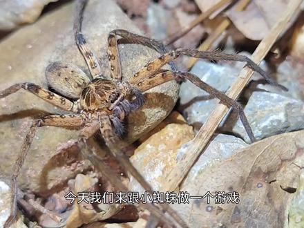 在被咬的边缘疯狂试探