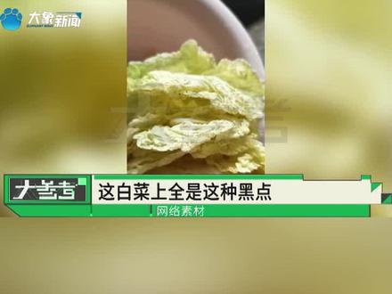 大白菜上长黑点还能吃吗?专家:分情况,斑点上有霉状、腐烂的不建议食用