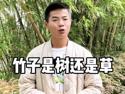 两分钟了解【竹子】教我们怎么做人,干货分享。#竹子 #正能量 #旅行推荐官 #厦门亮仔