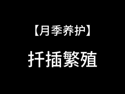 月季扦插繁殖怎么用科技#月季 #月季养护 #花卉绿植 #养花小知识 #种植小技巧