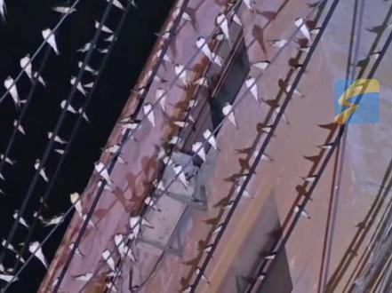 奇观!电线杆上“燕山燕海”,成千上万只燕子扎堆“夜宿”。附近商户:燕子晚上来早上走,密密麻麻的鸟屎成了最大麻烦。#燕子