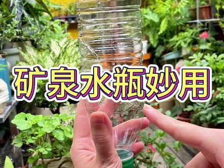 矿泉水瓶妙用#养花 #养花小知识 #花卉绿植 #养花人的乐趣 #养花人