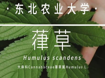 葎草--就是要借你的高枝炫耀!