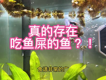 亲测揭秘!真的存在吃鱼屎的鱼吗?! #养鱼 #热带鱼 #孔雀鱼 #清道夫 #蚌 #苹果螺 #泥鳅 #吃鱼便