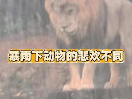 广州暴雨下,动物们的悲欢并不相同 #动物 #动物园 #广州 #暴雨 #娱乐评论大赏