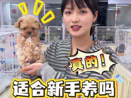 马尔泰适合新手养吗?养马尔泰需要注意什么?#马尔泰#深圳马尔泰犬舍#深圳犬舍#香槟色马尔泰#新手养狗