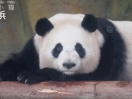 大熊猫桃浜呀!momo酱给大家wink哟,大脸脸暴击卖萌~啊啊啊~血槽已空~#可爱到爆炸💥 #这也太可爱了吧 #大熊猫 #呆萌可爱 #来这吸熊猫