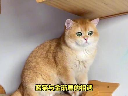 蓝猫与金渐层能生出哪些猫?一段跨种族的爱情,会诞生出哪些猫咪