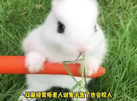 兔子急了也会咬人 #兔子 #萌宠 #科普