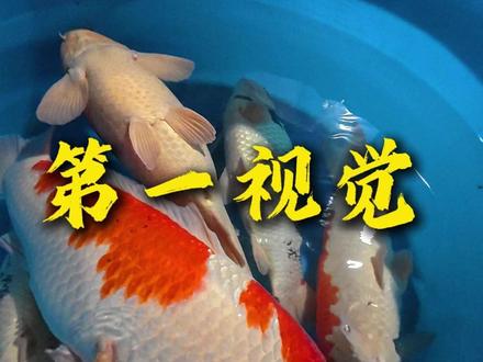 第一视角,一起看巨鲤产籽 #养出中国好锦鲤 #锦鲤水花 #水族爱好者