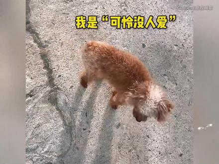 “寒冬降至,看看北方狗子如何过冬”#狗狗 #萌宠 #狗子过冬了