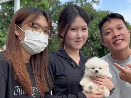 广州粉丝来宠庄看博美,看上了小体博美弟弟,大家都来看一下 广州哪里有博美幼犬,广州博美犬舍,广州靠谱犬舍推荐#博美 #博美幼犬 #广州博美 #广州买狗 #广州狗场