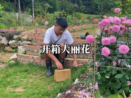 今天开箱了大丽花#爱生活爱养花 #我的花园 #我的乡村生活 #好看的花一定要分享给你 #我家小院