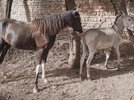 毛驴和健壮公马相亲,脾气一个比一个暴躁,最后艰难修成正果 #动物 #大自然 #野生动物 #毛驴 #马