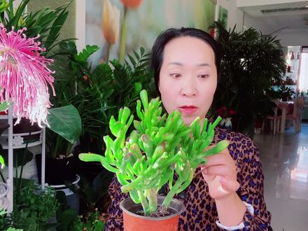 多肉吸财树冬天室内这样养护,生长旺盛,叶片漂亮!