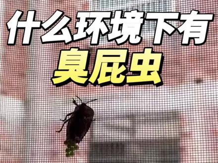 什么环境下会有臭屁虫 臭屁虫在什么环境下会有?这个就是臭屁虫椿象,主要出现在夏季气温高、恰好赶上春季盎然植物茂盛的时候,特别是荔枝树和果树开花结果的香味,这种情况下是最吸引臭屁虫在书虱产卵繁殖的,臭屁虫通常都是在这些环境下生存,不同以往的是今年的臭屁虫格外的多,许多网友都会反馈家里窗户、纱窗、阳台衣服总是发现臭屁虫产卵以及幼虫的存在,臭屁虫不出现还好,一出现在家里的臭屁虫会释放臭味,非常影响人的正常生活,家庭害虫防害教程,推荐这款臭屁虫专用杀虫剂,无色无味的药剂特点,居家驱虫放心使用#臭屁虫 #臭屁虫怎么解决 #臭屁虫防治 #臭屁虫怎么彻底解决 #臭屁虫克星
