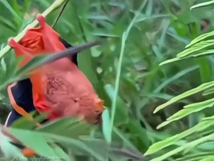 分享科普8种蝙蝠,你认识几种? #科普知识 #蝙蝠