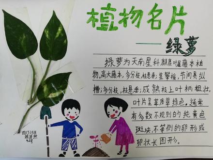 植物名片设计大赛作品集锦