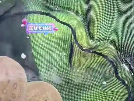 巨物缸迎来大喜事!白化魔鬼鱼产下四条小宝宝,刀哥辈分又多了一个!#真实生活分享官 #养鱼人 #刀疤鲤#刀哥#魔鬼鱼