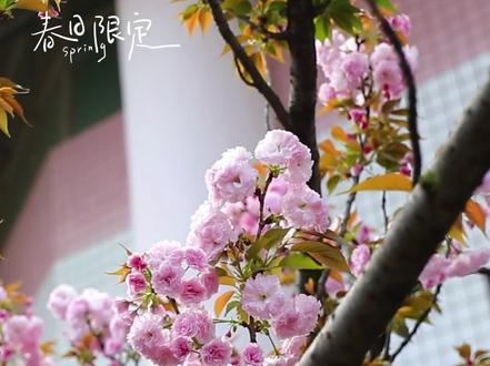 本周六,江华一中樱花独家开放!教学楼旁的樱花为你预留一整天的浪漫!
#江华70周年县庆
#神州瑶都电机之城
#唱响新永州
#蜜香红茶
#春天必打卡的樱花胜地