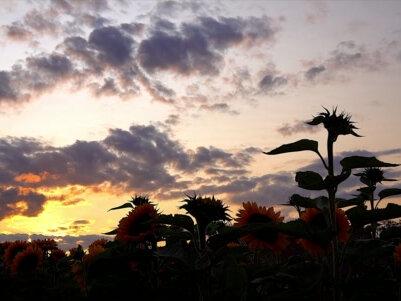 我们不过圣诞,是因为12月24日,对中国人来说另有意义。 #传统文化 #铭记历史 #认知 #科普