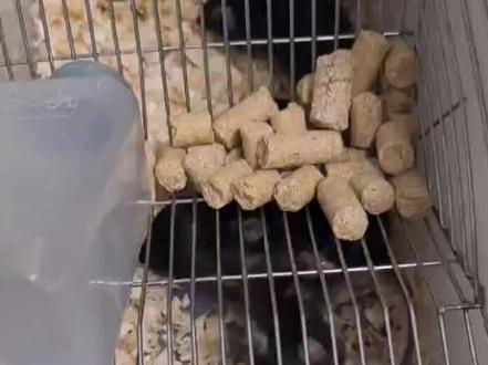 C57小鼠,好斗#科研实验