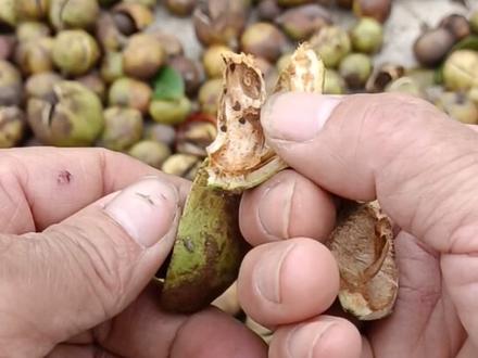 #三农 #茶籽芯#大自然的馈赠