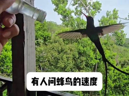 会瞬移的蜂鸟 #动物世界 #内容启发搜索