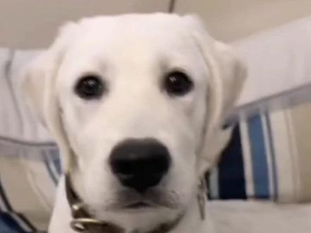 狗狗你不知道的事儿#抖音萌宠出道计划 #萌宠狗狗 #狗狗是人类最忠实的朋友