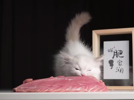 2个月的小奶猫第一次吃蓝鳍金枪鱼!#生骨肉 #布偶猫