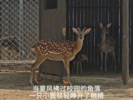 新生与希望同行#莱芜一中