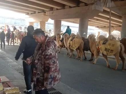 老潼关东山景区,迎接丝绸之路<骆驼队>举行仪式,表演节目,欢迎大家前来观看……任老二、大家好#人山人海太热闹了 #