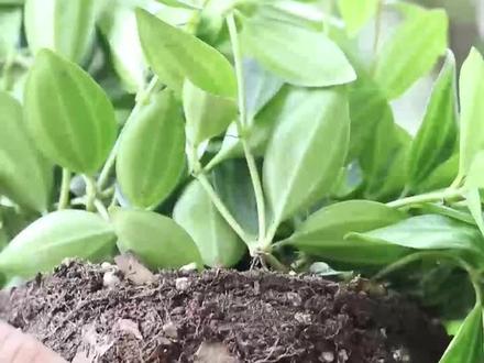 有人问我,给花草换盆的时候,为什么要把土球打散,这就是答案。#抖音万物节生活美学专区