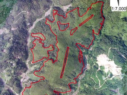 一代林又来,未嫁,7开头#林业调查 #桉树高产